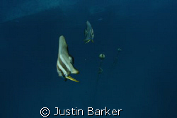 Bat fish with bouys and the famous SS Thistlegorm below. by Justin Barker 